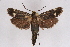  (Brachodes staudingeri - CCDB-02114 D12)  @14 [ ] CreativeCommons - Attribution Non-Commercial Share-Alike (2009) Unspecified Sesiidae Research Group