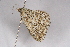  (Scopula immorata - CCDB-02114 G12)  @15 [ ] Unspecified (default): All Rights Reserved  Unspecified Unspecified