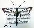  (Synanthedon fatifera - UASM59891)  @14 [ ] CreativeCommons - Attribution Non-Commercial Share-Alike (2009) Unspecified Sesiidae Research Group