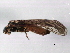  ( - GSEPT00697-102)  @13 [ ] CreativeCommons - Attribution (2010) CBG Photography Group Centre for Biodiversity Genomics