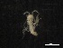  (Prochelator - 1963B261017)  @11 [ ] CreativeCommons  Attribution Non-Commercial Share-Alike (2023) Marine Biology Laboratory, Ghent University Ghent University