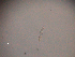  (Desmoscolex - 12E22L15)  @11 [ ] c (2015) Ellen Pape Ugent