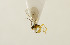  ( - GSSHH_Brac119)  @12 [ ] No Rights Reserved (2014) Unspecified University of Oslo, Natural History Museum