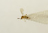  ( - GSSHH_Brac161)  @13 [ ] No Rights Reserved (2014) Unspecified University of Oslo, Natural History Museum