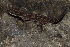  (Cyrtodactylus ziegleri - ITBCZ_11035)  @11 [ ] CreativeCommons - Attribution Share-Alike (2024) Nguyen Dang Hoang Vu Vietnam Academy of Science and Technology, Institute of Tropical Biology