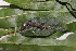  (Hemiphyllodactylus - ITBCZ_11007)  @11 [ ] CreativeCommons  Attribution Non-Commercial Share-Alike (2025) Nguyen Dang Hoang Vu Vietnam Academy of Science and Technology, Institute of Tropical Biology