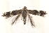  ( - CSE8604)  @11 [ ] CreativeCommons - Attribution Non-Commercial (2025) Charles S Eiseman Research Collection of Charley Eiseman