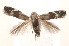  ( - CSE8563)  @11 [ ] CreativeCommons - Attribution Share-Alike (2025) Unspecified Research Collection of Charley Eiseman