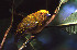  ( - IAvH-CT-12558)  @11 [ ] CreativeCommons - Attribution Non-Commercial Share-Alike (2019) Banco de Imágenes IAvH Instituto de Investigacion Alexander von Humboldt IAvH