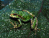  (Gastrotheca orophylax - IAvH-CT-19044)  @11 [ ] CreativeCommons - Attribution Non-Commercial Share-Alike (2019) Banco de Imágenes IAvH Instituto de Investigacion Alexander von Humboldt IAvH