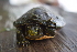  (Trachemys callirostris - BcT_CVC11)  @11 [ ] CreativeCommons - Attribution Non-Commercial Share-Alike (2019) Banco de Imágenes IAvH Instituto de Investigacion Alexander von Humboldt IAvH