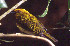  ( - IAvH-CT-12558)  @11 [ ] CreativeCommons - Attribution Non-Commercial Share-Alike (2019) Banco de Imágenes IAvH Instituto de Investigacion Alexander von Humboldt IAvH