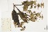  (Hyptidendron - IAvH-CT-21721)  @11 [ ] CreativeCommons - Attribution Non-Commercial Share-Alike (2019) Herbario FMB Instituto de Investigacion Alexander von Humboldt IAvH