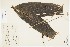  (Hyospathe - 0287-II_HMC19584)  @11 [ ] CreativeCommons - Attribution Non-Commercial Share-Alike (2019) Herbario FMB Instituto de Investigacion Alexander von Humboldt IAvH