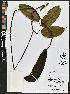  (Eperua - BBS FN 020)  @11 [ ] CreativeCommons - Attribution Non-Commercial No Derivatives (2019) BBS National Herbarium of Suriname