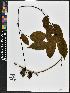  ( - BBS FN 020)  @11 [ ] CreativeCommons - Attribution Non-Commercial No Derivatives (2019) BBS National Herbarium of Suriname