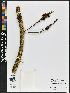  (Dioclea - BBS FN 003)  @11 [ ] CreativeCommons - Attribution Non-Commercial No Derivatives (2019) BBS National Herbarium of Suriname