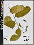  ( - BBS FN 012)  @11 [ ] CreativeCommons - Attribution Non-Commercial No Derivatives (2019) BBS National Herbarium of Suriname