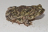  (Rhinella merianae - NZCS FN 18-0264)  @11 [ ] CC BY-NC-ND  (2019) NZCS NZCS