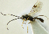 (Gelis cf. obscuripes - IO01_12-888-2)  @11 [ ] CreativeCommons - Attribution Non-Commercial Share-Alike (2013) Ika Osterblad Station Linné/Swedish Museum of Natural History