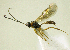  (Gelis cf. melanocephalus - IO01_13-1645-1)  @11 [ ] CreativeCommons - Attribution Non-Commercial Share-Alike (2013) Ika Osterblad Station Linné/Swedish Museum of Natural History
