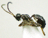  (Gelis fuscicornis - IO01_G616)  @14 [ ] CreativeCommons - Attribution Non-Commercial Share-Alike (2013) Ika Osterblad University of Oulu
