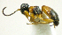  (Gelis micrurus - IO02_G230)  @14 [ ] CreativeCommons - Attribution Non-Commercial Share-Alike (2013) Ika Osterblad University of Oulu