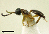  (Gelis cf. fuscicornis - IO02_G253)  @14 [ ] CreativeCommons - Attribution Non-Commercial Share-Alike (2013) Ika Osterblad University of Oulu