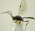  (Gelis cf. melanogaster - IO02_G269)  @14 [ ] CreativeCommons - Attribution Non-Commercial Share-Alike (2013) Ika Osterblad University of Oulu