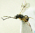  (Gelis albipalpus - IO02_G391)  @14 [ ] CreativeCommons - Attribution Non-Commercial Share-Alike (2013) Ika Osterblad University of Oulu