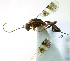  (Gelis tenellus - IO02_G427)  @14 [ ] CreativeCommons - Attribution Non-Commercial Share-Alike (2013) Ika Osterblad University of Oulu
