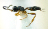  (Gelis cf. forticornis - IO02_G436)  @14 [ ] CreativeCommons - Attribution Non-Commercial Share-Alike (2013) Ika Osterblad University of Oulu