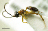  (Gelis albopilosus - IO02_G553)  @13 [ ] CreativeCommons - Attribution Non-Commercial Share-Alike (2013) Ika Osterblad University of Oulu