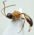  (Gelis melanocephalus - IO03_G47)  @15 [ ] CreativeCommons - Attribution Non-Commercial Share-Alike (2013) Ika Osterblad University of Oulu