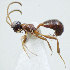  (Gelis bicolor - IO03_G557)  @14 [ ] CreativeCommons - Attribution Non-Commercial Share-Alike (2013) Ika Osterblad University of Oulu