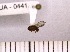  ( - INSECTGUA_0441)  @11 [ ] Unspecified (default): All Rights Reserved (2017) Benita Laird-Hopkins Iowa State University