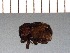  (Tamphilus - INSECTGUA_1870)  @11 [ ] Unspecified (default): All Rights Reserved (2017) Benita Laird-Hopkins Iowa State University