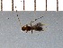  ( - INSECTGUA_2823)  @12 [ ] Unspecified (default): All Rights Reserved (2017) Benita Laird-Hopkins Iowa State University