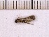  ( - INSECTSAI_2836)  @12 [ ] Unspecified (default): All Rights Reserved (2017) Benita Laird-Hopkins Iowa State University