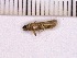  ( - INSECTSAI_2837)  @12 [ ] Unspecified (default): All Rights Reserved (2017) Benita Laird-Hopkins Iowa State University