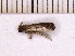  ( - INSECTSAI_2838)  @12 [ ] Unspecified (default): All Rights Reserved (2017) Benita Laird-Hopkins Iowa State University