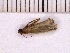  ( - INSECTSAI_2877)  @12 [ ] Unspecified (default): All Rights Reserved (2017) Benita Laird-Hopkins Iowa State University
