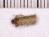  ( - INSECTSAI_2900)  @12 [ ] Unspecified (default): All Rights Reserved (2017) Benita Laird-Hopkins Iowa State University