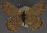 ( - CNCLEP00152702)  @11 [ ] CreativeCommons - Attribution Non-Commercial (2018) Crispin S Guppy Crispin S Guppy Collection