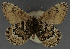  ( - CNCLEP00152702)  @11 [ ] CreativeCommons - Attribution Non-Commercial (2018) Crispin S Guppy Crispin S Guppy Collection