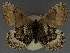  ( - CNCLEP00152703)  @11 [ ] CreativeCommons - Attribution Non-Commercial (2018) Crispin S Guppy Crispin S Guppy Collection