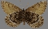  ( - CSG30422)  @11 [ ] CreativeCommons - Attribution Non-Commercial (2017) Crispin S Guppy Crispin S Guppy Collection