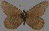  ( - CSG30430)  @11 [ ] CreativeCommons - Attribution Non-Commercial (2017) Crispin S Guppy Crispin S Guppy Collection