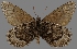  ( - CSG30430)  @11 [ ] CreativeCommons - Attribution Non-Commercial (2017) Crispin S Guppy Crispin S Guppy Collection