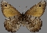  ( - CSG30463)  @11 [ ] CreativeCommons - Attribution Non-Commercial (2017) Crispin S Guppy Crispin S Guppy Collection
